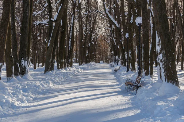 Aleja Linden w parku zimą w jasny dzień — Zdjęcie stockowe
