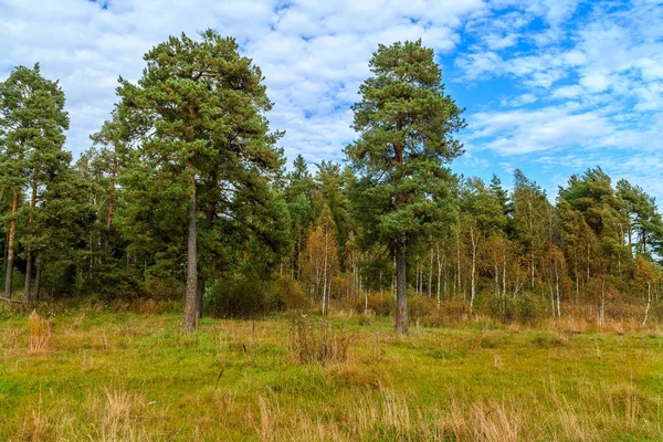 Tallar i utkanten av skogen en solig dag Royaltyfria Stockbilder