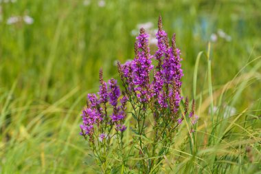 Lythrum salikarisi, çayırda koyu kırmızı ya da mor çiçekli bitki. 