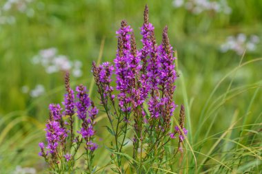 Lythrum salikarisi, çayırda koyu kırmızı ya da mor çiçekli bitki. 