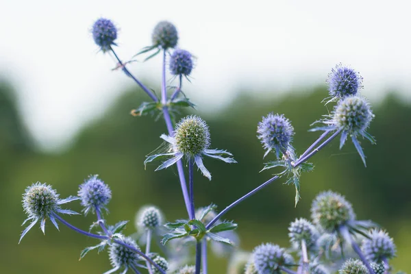 Eryngium officinale, modrohlavý polní květ za slunečného letního dne na poli — Stock fotografie