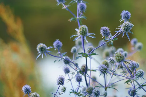 Eryngium officinale, modrohlavý polní květ za slunečného letního dne na poli — Stock fotografie