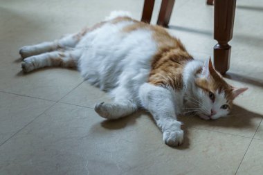 Tembel kedi yerde yatıyor.