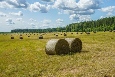 Güneşli bir günde çim tarlasında saman yuvarlanır