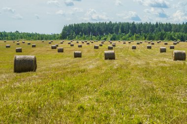 Güneşli bir günde çim tarlasında saman yuvarlanır