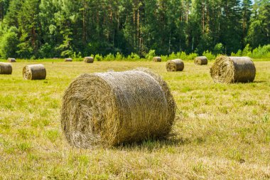 Güneşli bir günde çim tarlasında saman yuvarlanır