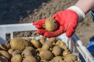 Yetiştirmeden önce filizlenmiş patates yumrusu, palmiyeye bir yumru.