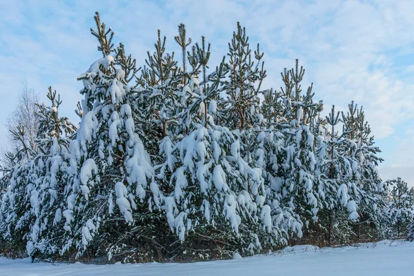 Świerkowy las pod śniegiem na tle zimowego nieba — Zdjęcie stockowe