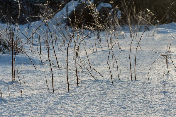 Stalks ogrodowy malina w zimie, pokryty śnieg — Zdjęcie stockowe