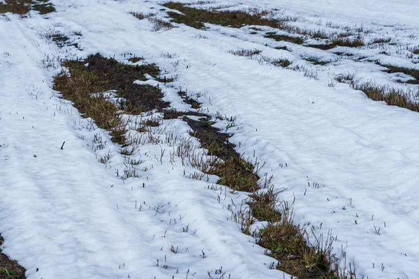Eriyen karla ve geçen yılın çimleriyle — Stok fotoğraf