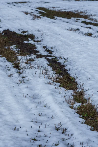 Eriyen karla ve geçen yılın çimleriyle — Stok fotoğraf