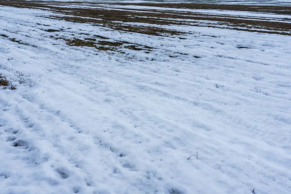 雪原と去年の草を融け — ストック写真