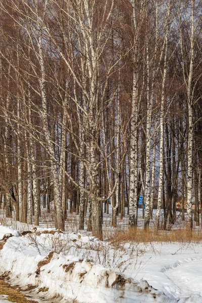 Pole na skraju lasu wiosną z pozostałościami topniejącego śniegu — Zdjęcie stockowe