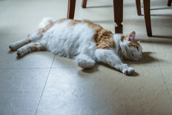 Gato preguiçoso deitado no chão — Fotografia de Stock