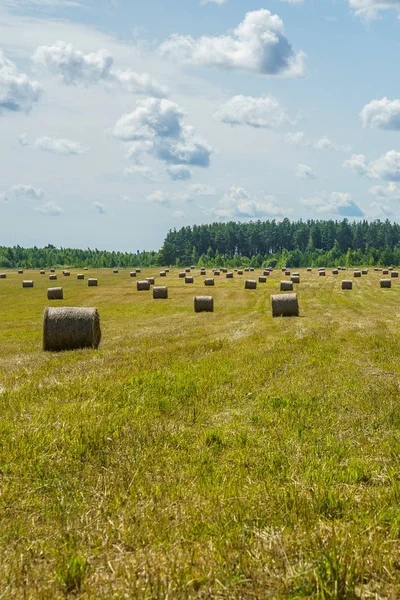 hay rolls on a grass field on a sunny day