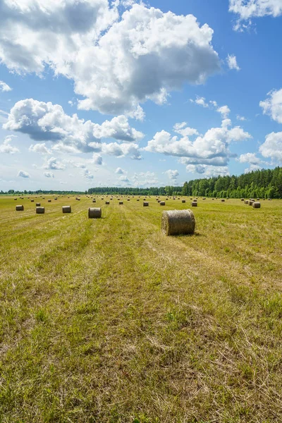 Güneşli bir günde çim tarlasında saman yuvarlanır