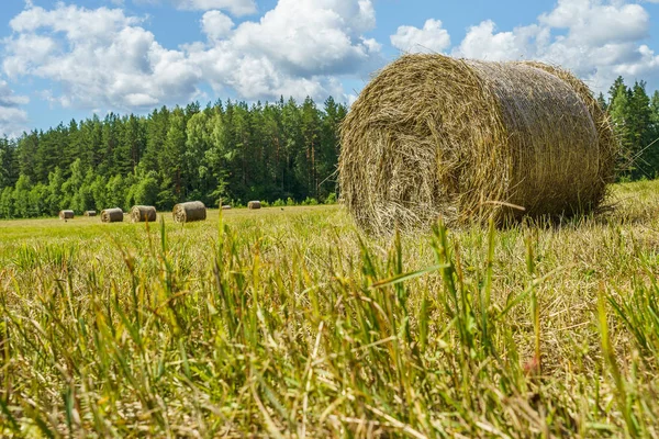 hay rolls on a grass field on a sunny day