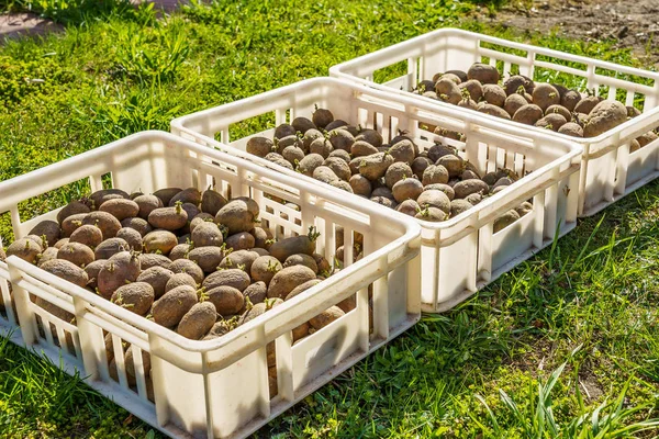 Картопля, приготована для посадки в пластикові коробки — стокове фото
