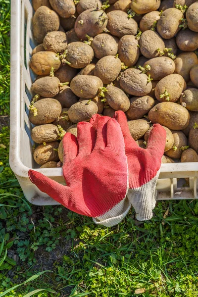 Картопля, приготована для посадки в пластиковій коробці — стокове фото