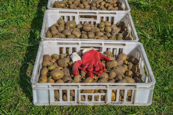 Картофель, приготовленный для посадки в пластиковые коробки — стоковое фото