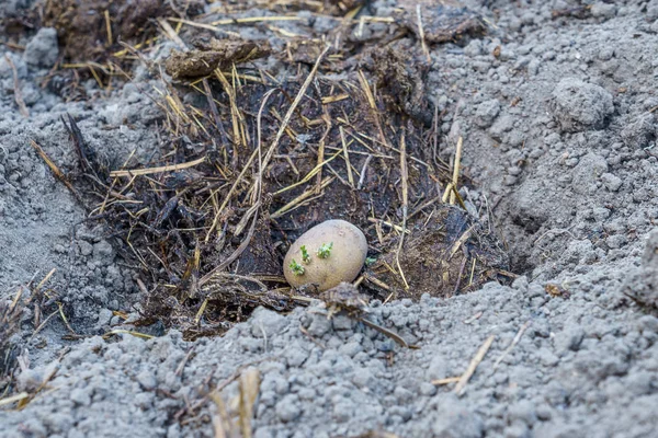 Картофельные клубни в небольших ямах в земле с удобрениями — стоковое фото