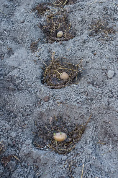 Topraktaki küçük çukurlarda gübreli patates çubukları.