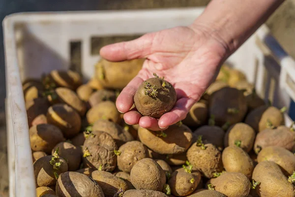 Yetiştirmeden önce filizlenmiş patates yumrusu, palmiyeye bir yumru.