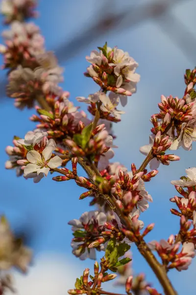 Ramo di fiori di ciliegio, focus selettivo — Foto Stock