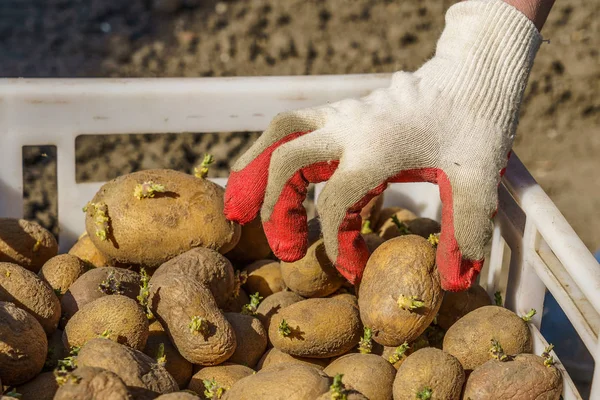 Potatisknölar med groddar före plantering, en knöl i handflatan Stockbild