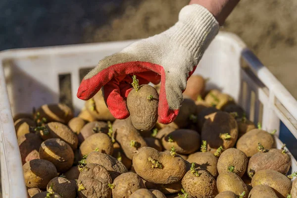 Potatisknölar med groddar före plantering, en knöl i handflatan Stockfoto