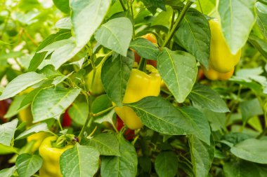 tatlı biberler olgunlaşmış bir serada sapları üzerinde