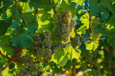Yeşil yaprakların arasında olgunlaşmış üzüm demetleri.