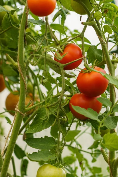 Созревающие помидоры в теплице на стеблях — стоковое фото