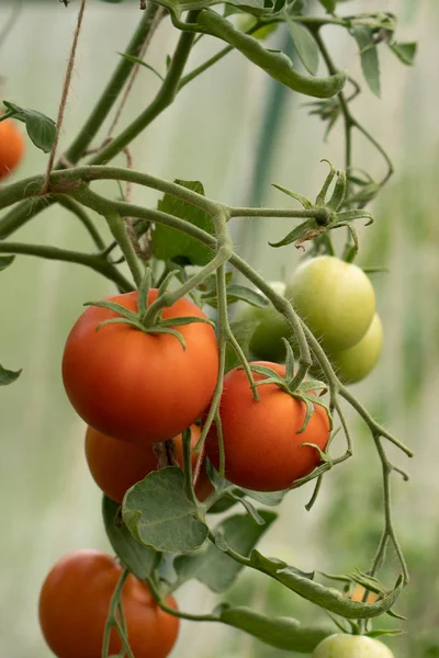 Созревающие помидоры в теплице на стеблях — стоковое фото