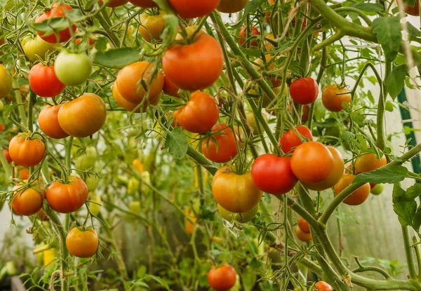 Ripening tomatoes in a greenhouse on stems — Stock Photo, Image