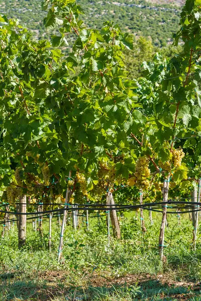 Weinberg mit reifen Trauben weißer Trauben — Stockfoto