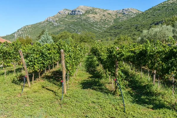 Weinberg mit reifen Trauben weißer Trauben — Stockfoto