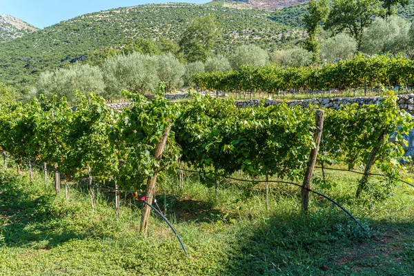 Αμπελώνας με ώριμα τσαμπιά λευκών σταφυλιών — Φωτογραφία Αρχείου