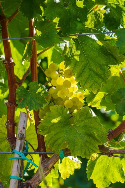 Cachos de uvas amadurecendo entre folhas verdes — Fotografia de Stock