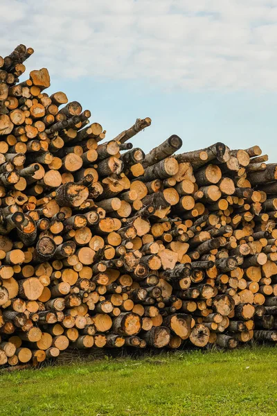 A pile of logs. Logs prepared for processing at a sawmill.