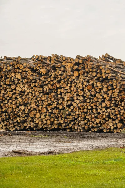 A pile of logs. Logs prepared for processing at a sawmill.