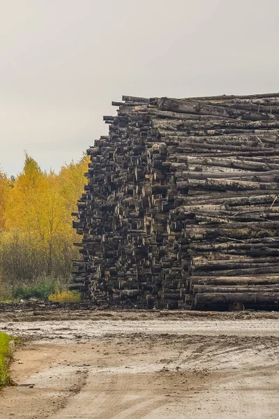A pile of logs. Logs prepared for processing at a sawmill.