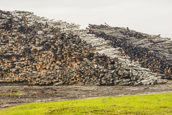 A pile of logs. Logs prepared for processing at a sawmill.