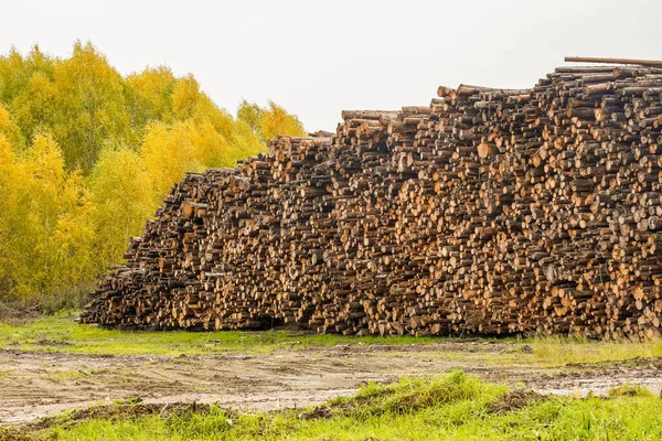 A pile of logs. Logs prepared for processing at a sawmill.