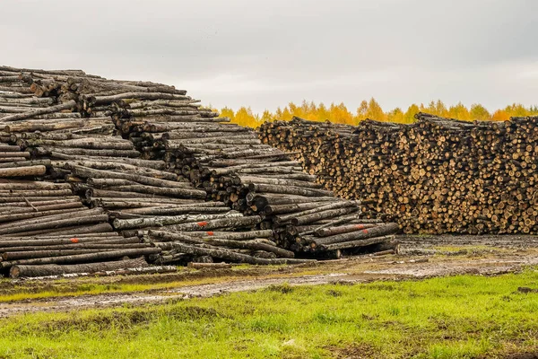 Uma pilha de troncos. Logs preparados para processamento em serraria . — Fotografia de Stock