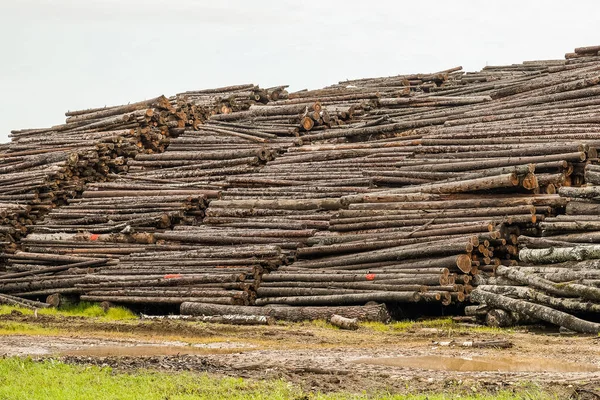 A pile of logs. Logs prepared for processing at a sawmill.