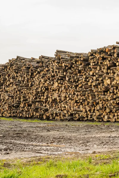 A pile of logs. Logs prepared for processing at a sawmill. — Stock Photo, Image