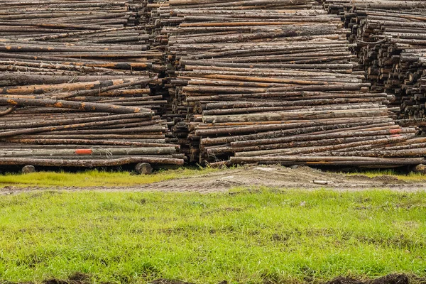 A pile of logs. Logs prepared for processing at a sawmill.