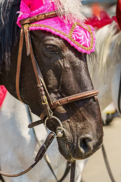 Güneşli bir günde şehrin sokaklarında farklı renklerde atlar