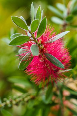 Callisten limonu, kırmızı çiçekler alışılmadık şekillerde 